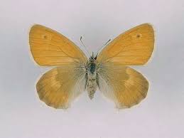 Attēlu rezultāti vaicājumam “Coenonympha pamphilus upperside”