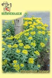 Attēlu rezultāti vaicājumam “Rhodiola rosea flower”