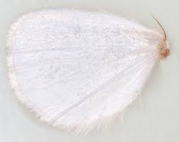 Attēlu rezultāti vaicājumam “Euproctis similis imago”