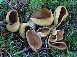 Attēlu rezultāti vaicājumam “Otidea leporina”