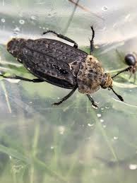 Attēlu rezultāti vaicājumam “Silphidae”