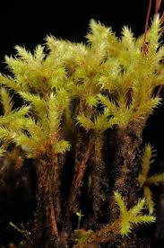 Attēlu rezultāti vaicājumam “Philonotis marchica macro”