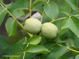 Attēlu rezultāti vaicājumam “Juglans regia fruit”