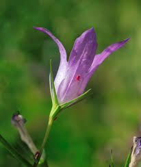 Image result for Campanula rapunculus