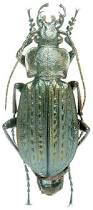 Attēlu rezultāti vaicājumam “Carabus granulatus”