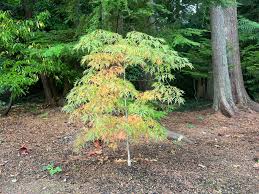 Attēlu rezultāti vaicājumam “Acer pseudosieboldianum”