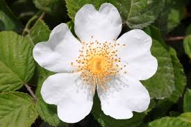 Attēlu rezultāti vaicājumam “Rosaceae”