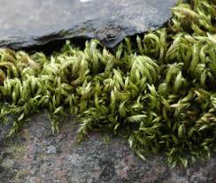 Attēlu rezultāti vaicājumam “Homalothecium sericeum”