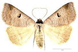 Attēlu rezultāti vaicājumam “Lygephila viciae”