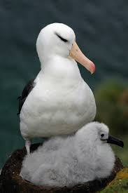 Image result for Thalassarche melanophris