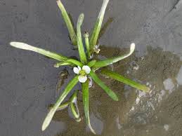 Attēlu rezultāti vaicājumam “Saelania glaucescens sporophyte”