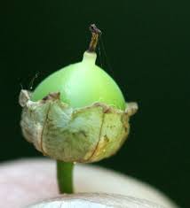 Attēlu rezultāti vaicājumam “Convallaria majalis fruit”