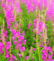Attēlu rezultāti vaicājumam “Epilobium angustifolium flower”