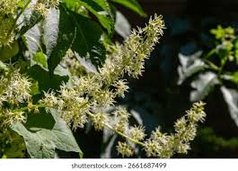 Attēlu rezultāti vaicājumam “Echinocystis lobata”