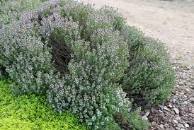 Image result for Thymian