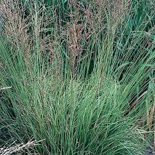 Attēlu rezultāti vaicājumam “Molinia caerulea fruit”