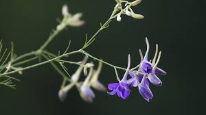 Image result for Consolida regalis