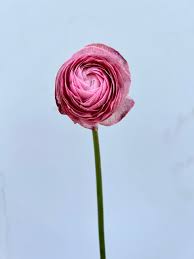 Attēlu rezultāti vaicājumam “Ranunculus brunnescens”