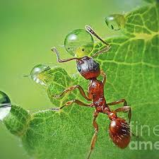 Attēlu rezultāti vaicājumam “Myrmica rubra”