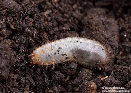 Attēlu rezultāti vaicājumam “Oxythyrea funesta”