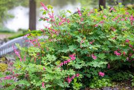 Attēlu rezultāti vaicājumam “Ajuga reptans flower”