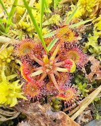 Attēlu rezultāti vaicājumam “Drosera rotundifolia flower”