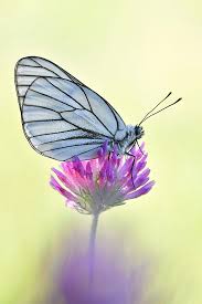 Attēlu rezultāti vaicājumam “Aporia crataegi female”