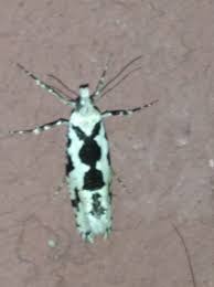 Attēlu rezultāti vaicājumam “Ypsolopha sequella”