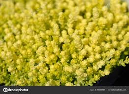 Attēlu rezultāti vaicājumam “Sedum acre leaf”