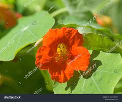 Image result for Tropaeolum minus