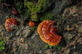 Attēlu rezultāti vaicājumam “Ganoderma lucidum”