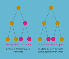 Image result for Evolution Stammbaum