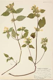 Attēlu rezultāti vaicājumam “Galeopsis speciosa”