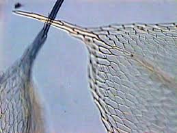 Attēlu rezultāti vaicājumam “Bryum pallescens”