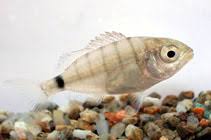Image result for Diplodus cadenati