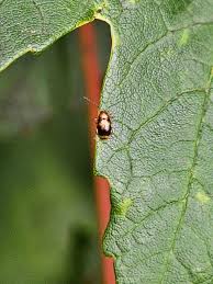 Attēlu rezultāti vaicājumam “Cryptocephalus pusillus”