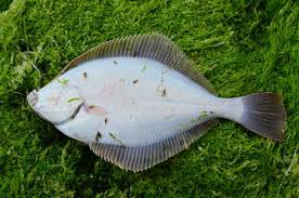 Image result for Platichthys flesus