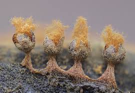 Attēlu rezultāti vaicājumam “Physarum leucophaeum stalked”