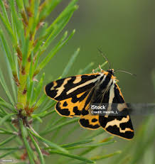 Attēlu rezultāti vaicājumam “Parasemia plantaginis”
