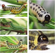 Attēlu rezultāti vaicājumam “Neodiprion sertifer larva”