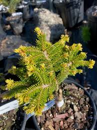 Attēlu rezultāti vaicājumam “Picea orientalis”