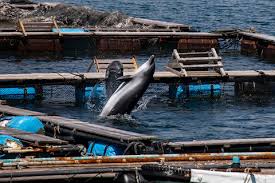 Image result for japan dolphin slaughter