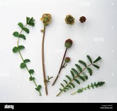 Image result for Sanguisorba minor