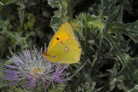 Attēlu rezultāti vaicājumam “Colias croceus underside”
