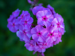 Attēlu rezultāti vaicājumam “Polemoniaceae”