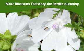 Attēlu rezultāti vaicājumam “Malva moschata alba fruit”