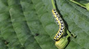 Attēlu rezultāti vaicājumam “Aporia crataegi pupa”