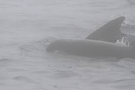 Image result for Globicephala melas