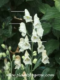 Attēlu rezultāti vaicājumam “Aconitum napellus bud”