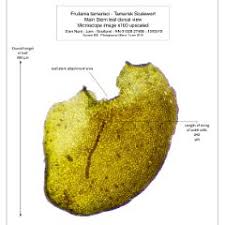 Attēlu rezultāti vaicājumam “Frullania tamarisci”